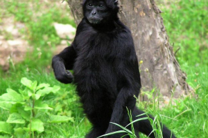 Павукові мавпи - вимерла сім'я Павукові мавпи - вимерла сім'я